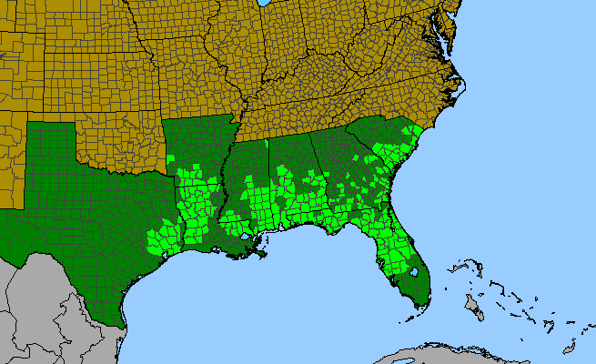 The range of Smilax pumila